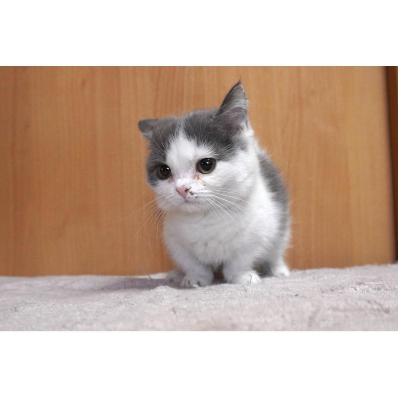 販売中の群馬県のミヌエット(短足)-131811の4枚目