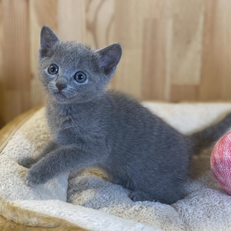 販売中の長野県のロシアンブルー-137321