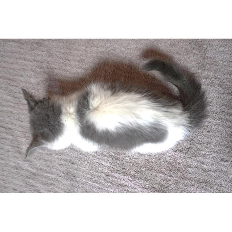 販売中の群馬県のミヌエット(短足)-131811の2枚目