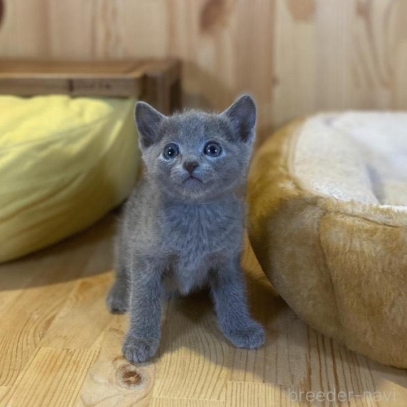 販売中の長野県のロシアンブルー-137321の11枚目