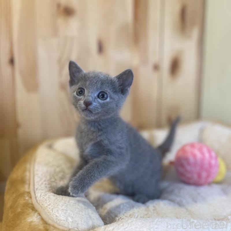 販売中の長野県のロシアンブルー-137321の10枚目