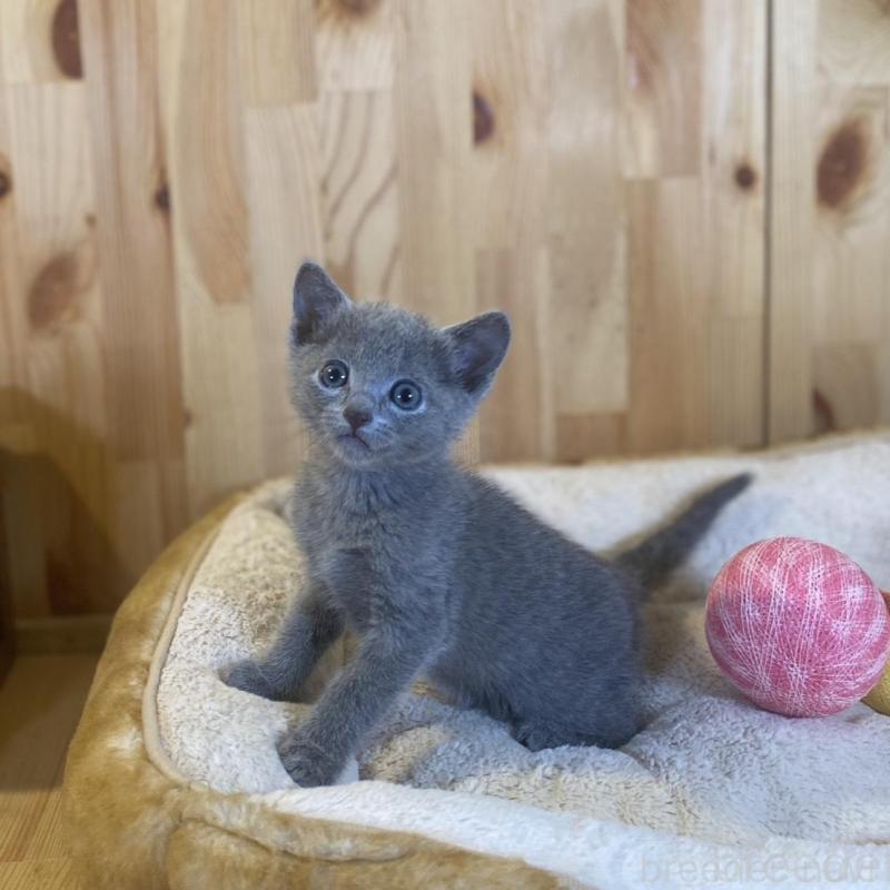 販売中の長野県のロシアンブルー-137321の9枚目