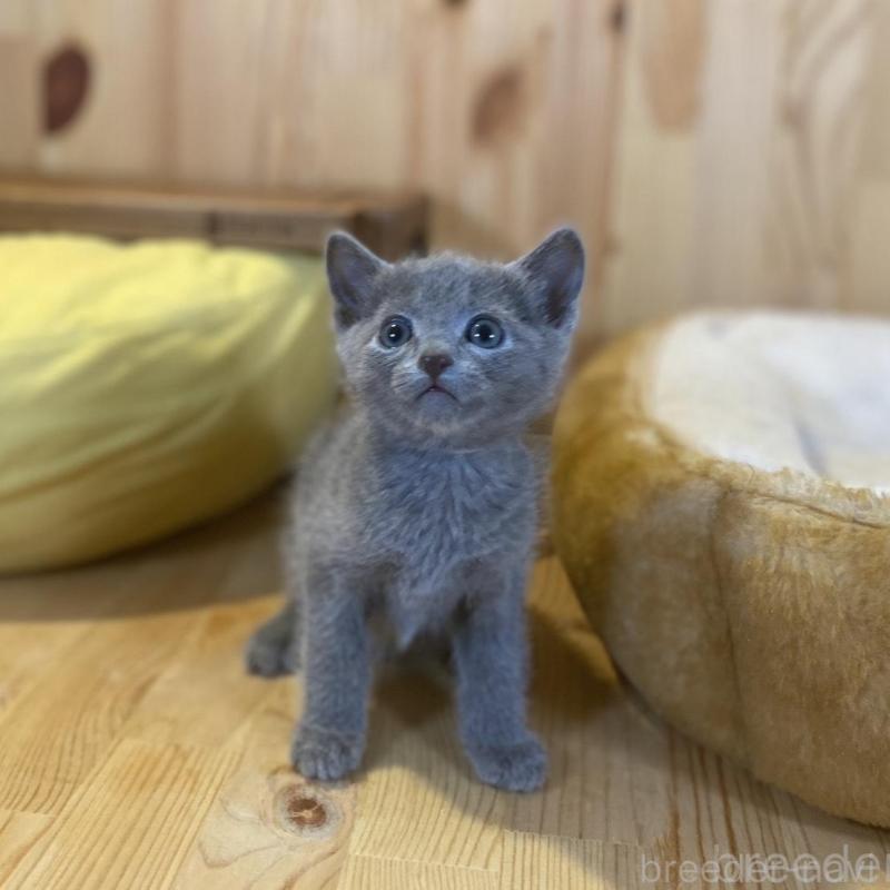 販売中の長野県のロシアンブルー-137321の8枚目