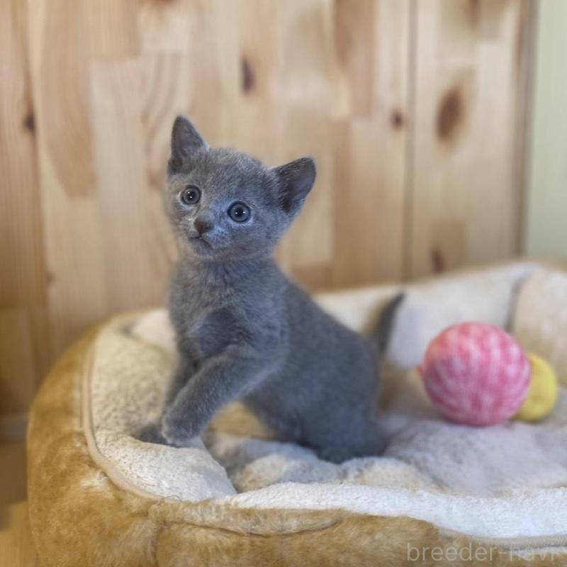 販売中の長野県のロシアンブルー-137321の7枚目