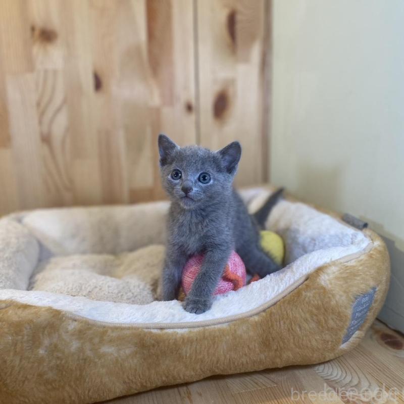 販売中の長野県のロシアンブルー-137321の6枚目