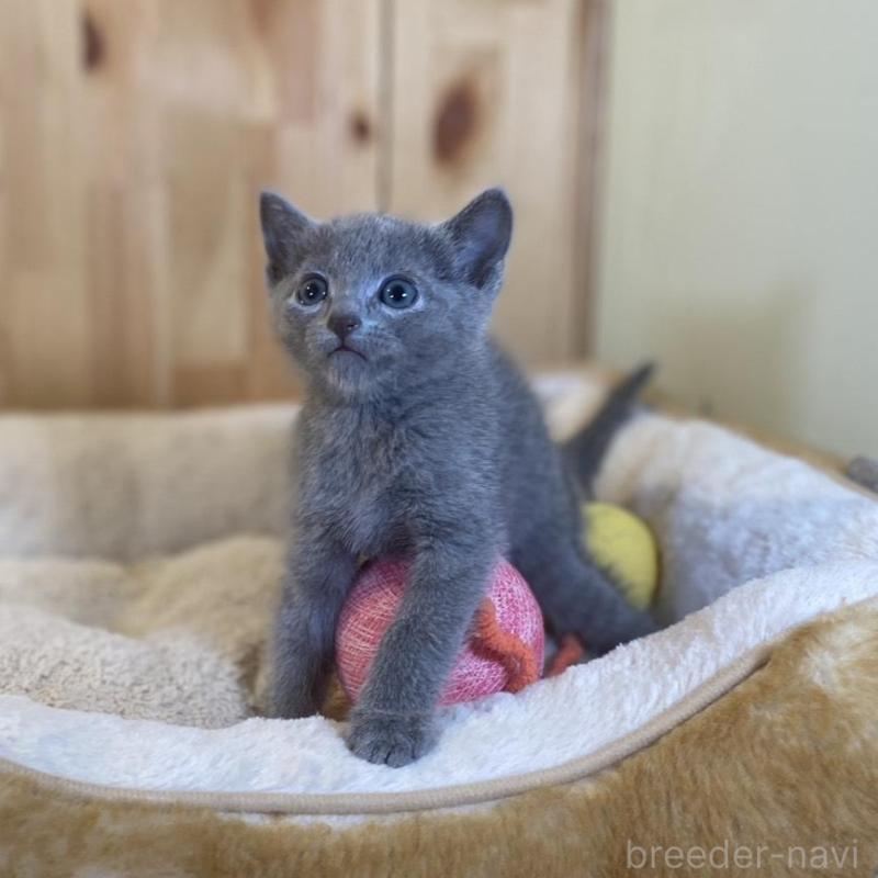 販売中の長野県のロシアンブルー-137321の5枚目