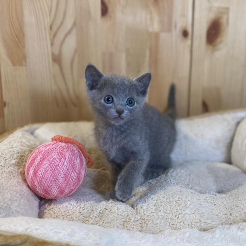 販売中の長野県のロシアンブルー-137321の4枚目