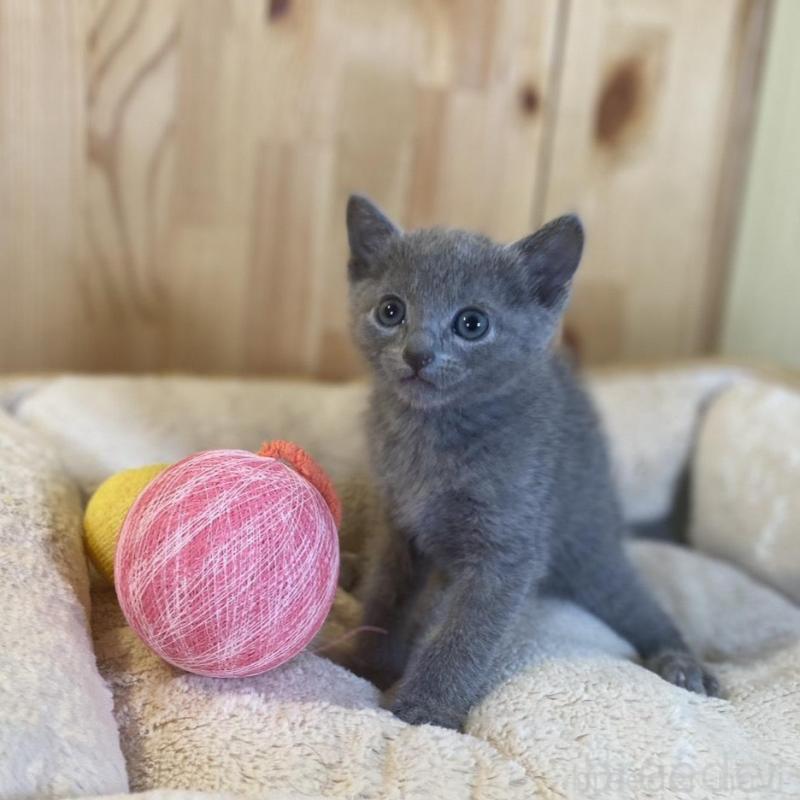 販売中の長野県のロシアンブルー-137321の3枚目