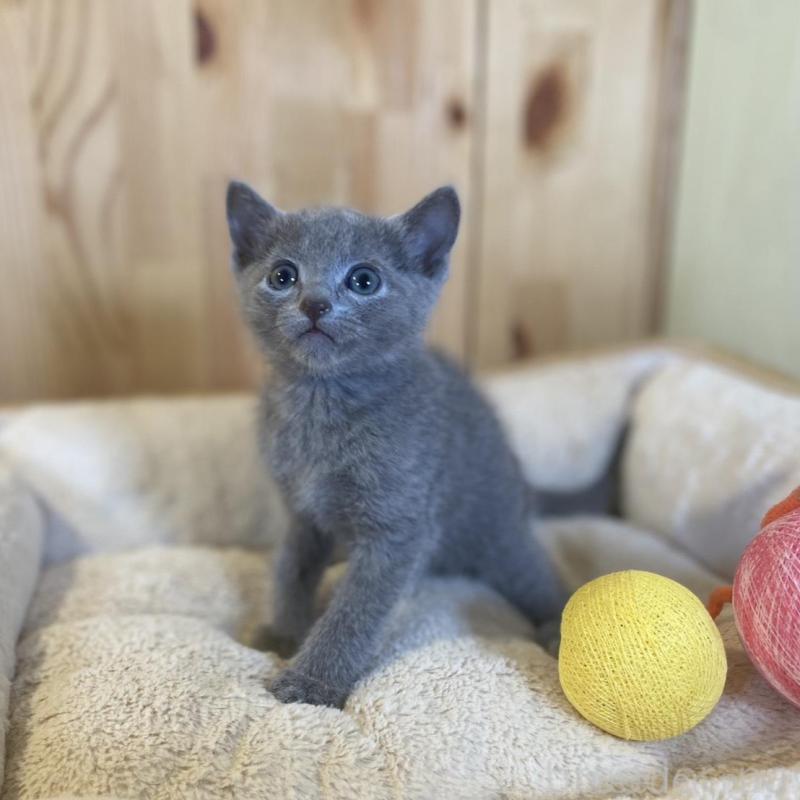 販売中の長野県のロシアンブルー-137321の2枚目