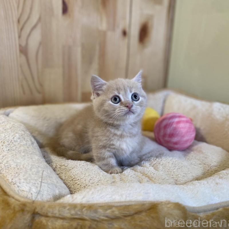販売中の長野県のマンチカン(短足)-137322の7枚目