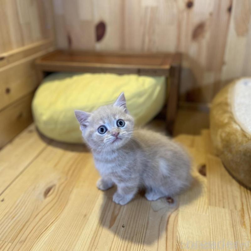 販売中の長野県のマンチカン(短足)-137322の5枚目