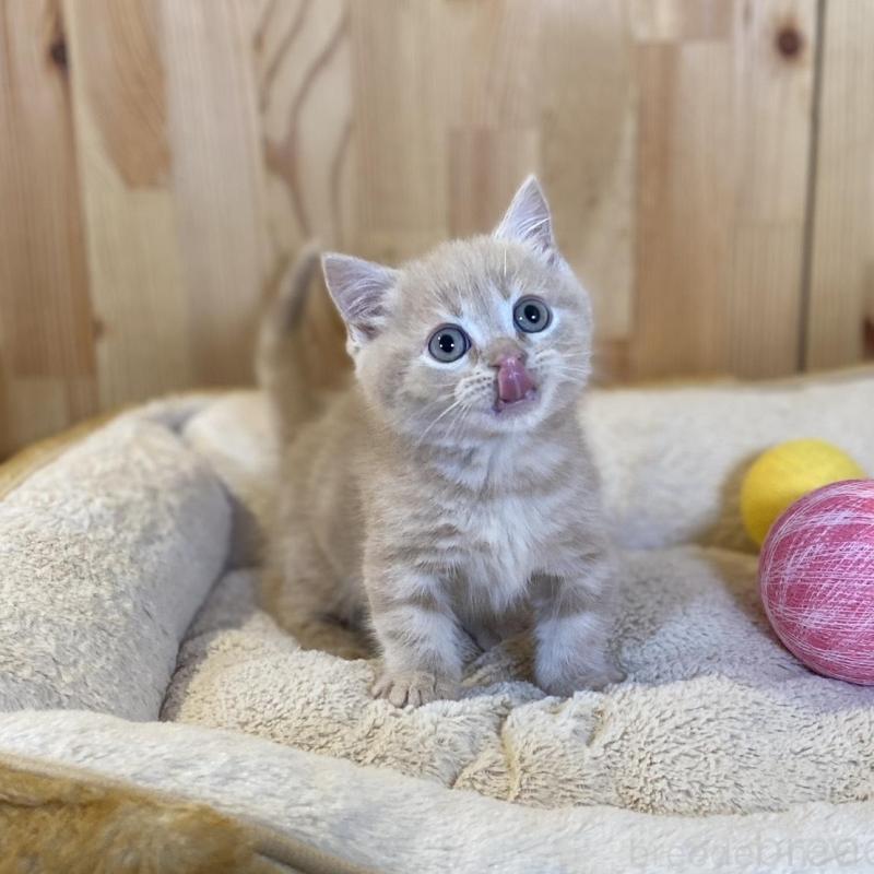 販売中の長野県のマンチカン(短足)-137322の3枚目
