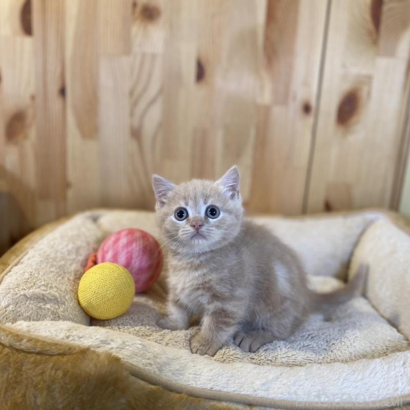 販売中の長野県のマンチカン(短足)-137322の2枚目