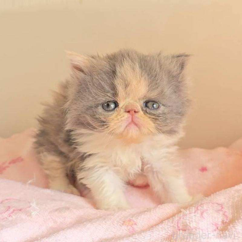 販売中の長野県のエキゾチックショートヘア-137323