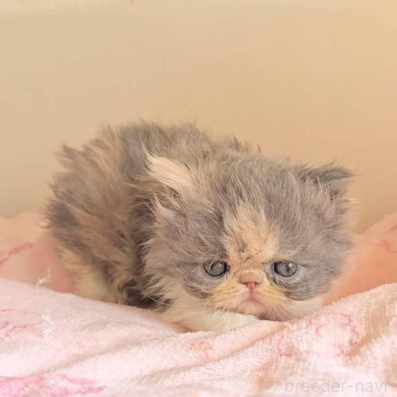 販売中の長野県のエキゾチックショートヘア-137323の4枚目