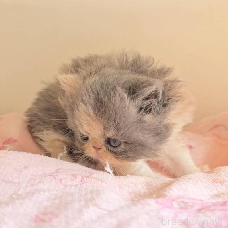 販売中の長野県のエキゾチックショートヘア-137323の3枚目