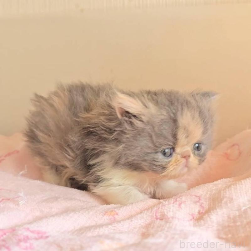 販売中の長野県のエキゾチックショートヘア-137323の2枚目