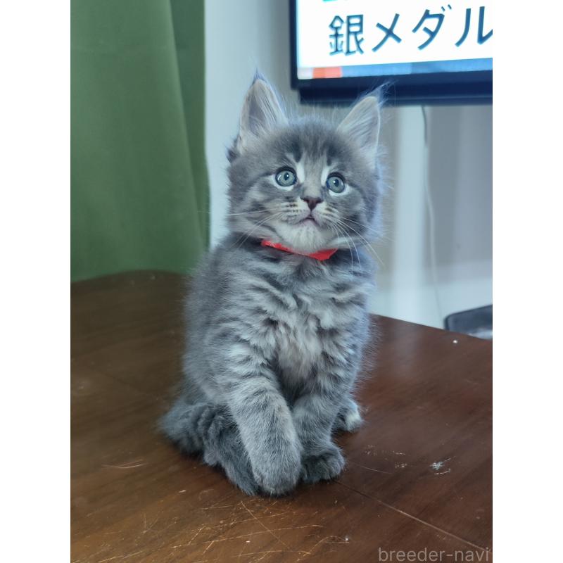 販売中の千葉県のメインクーン-136588の3枚目