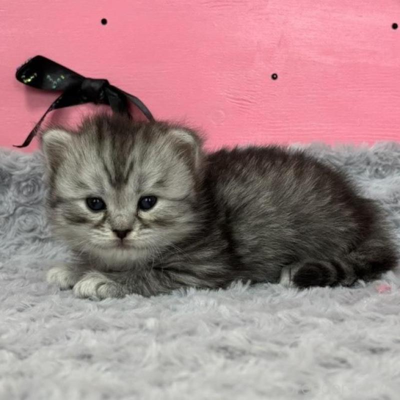 販売中の愛知県のサイベリアン-137324の5枚目