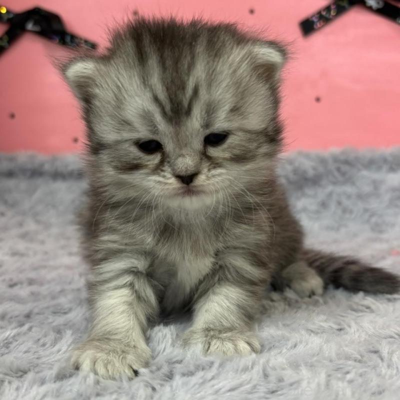 販売中の愛知県のサイベリアン-137324の4枚目