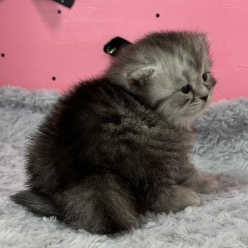 販売中の愛知県のサイベリアン-137324の2枚目