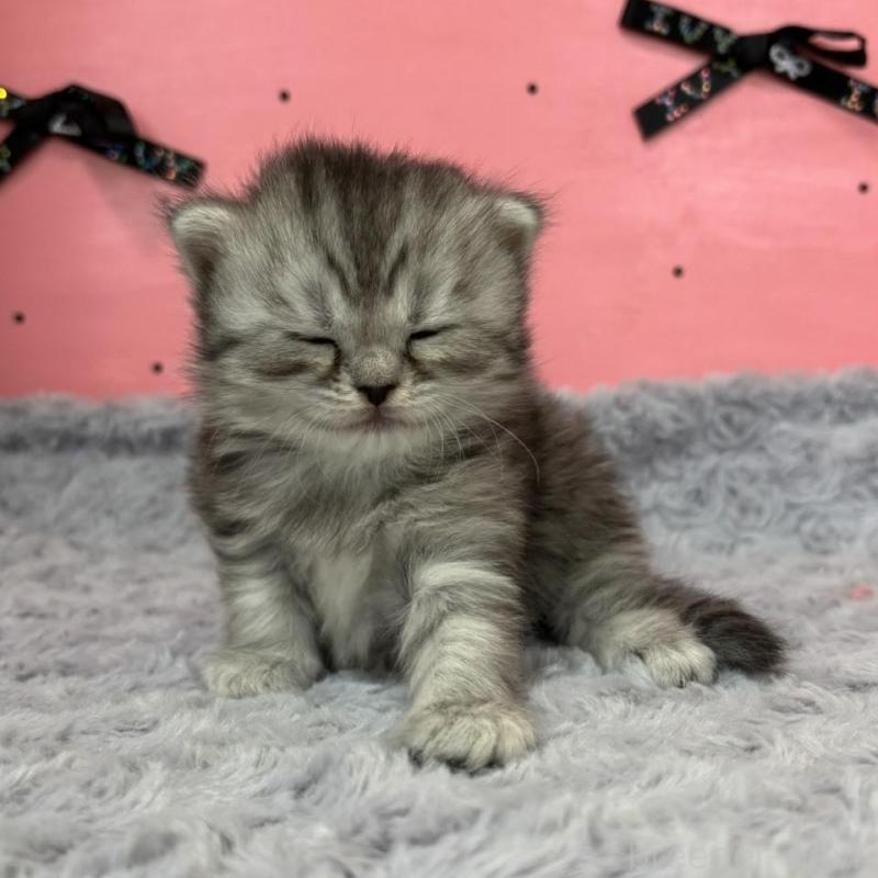 販売中の愛知県のサイベリアン-137324