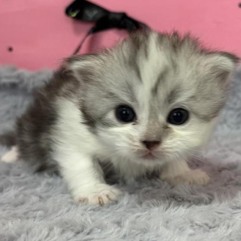 販売中の愛知県のサイベリアン-137325の4枚目