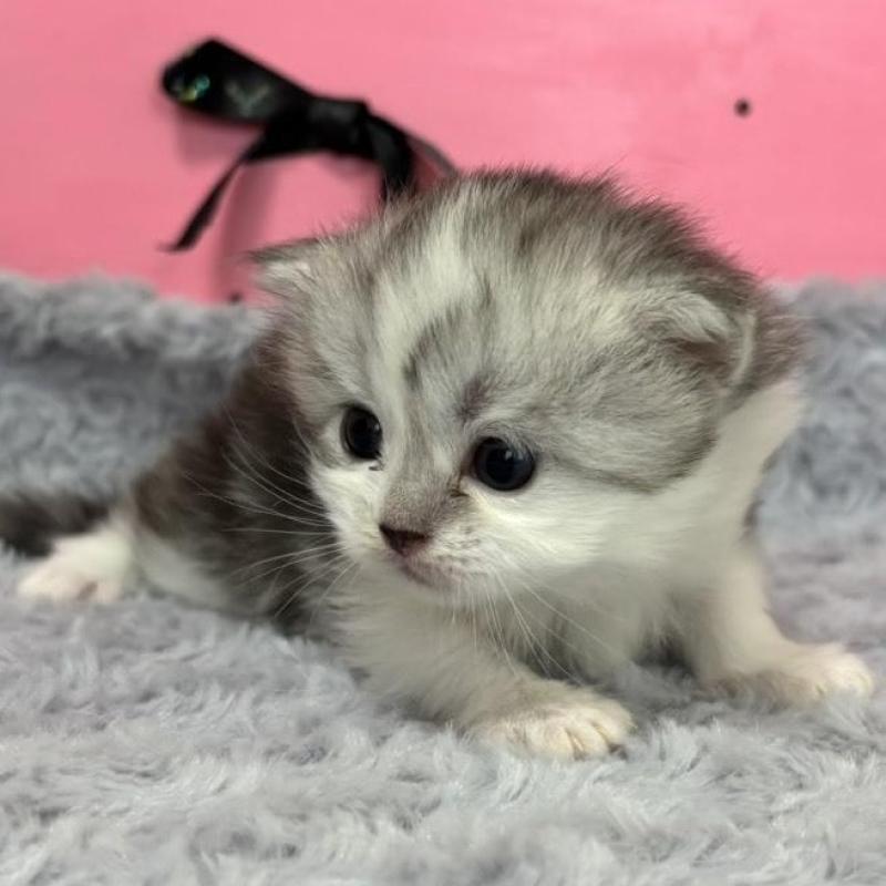 販売中の愛知県のサイベリアン-137325の3枚目