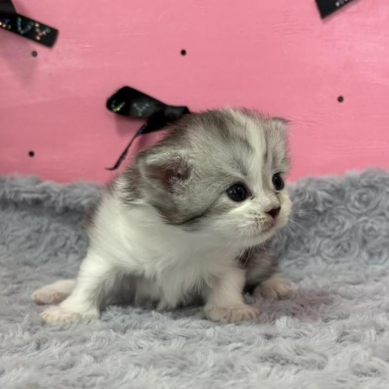 販売中の愛知県のサイベリアン-137325の2枚目