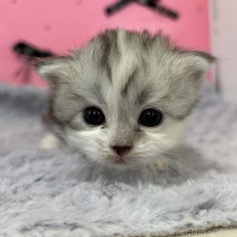 販売中の愛知県のサイベリアン-137325の1枚目