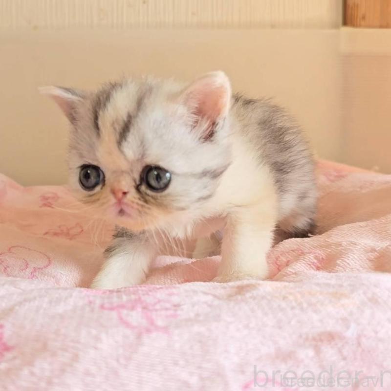 販売中の長野県のエキゾチックショートヘア-137326の4枚目