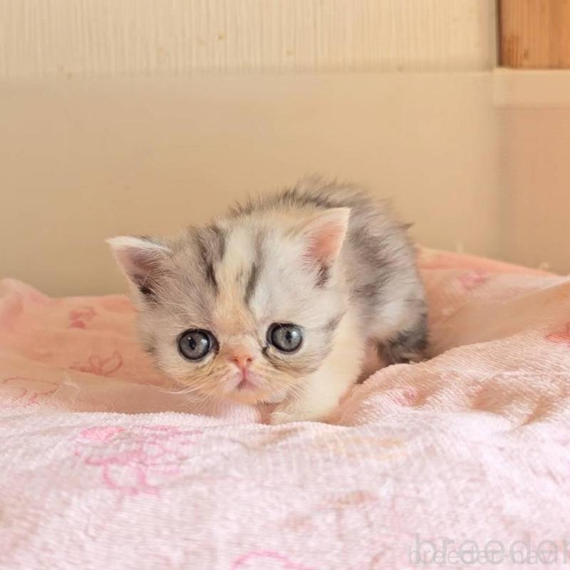 販売中の長野県のエキゾチックショートヘア-137326の2枚目