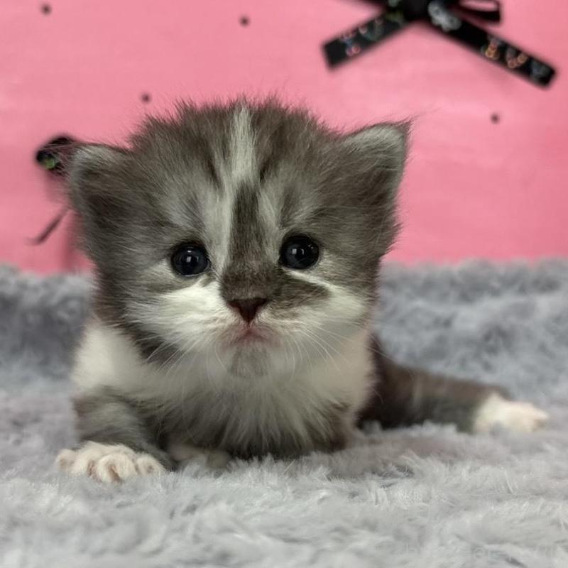 販売中の愛知県のサイベリアン-137327