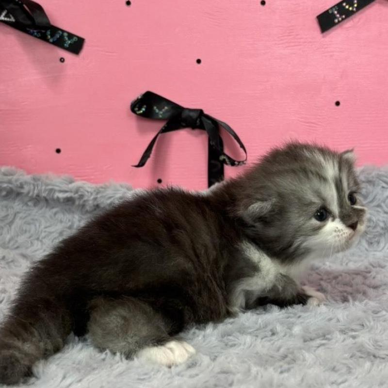 販売中の愛知県のサイベリアン-137327の6枚目