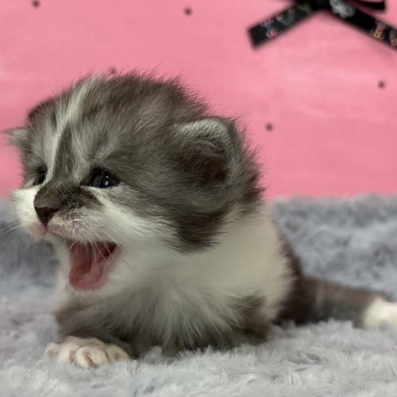 販売中の愛知県のサイベリアン-137327の5枚目