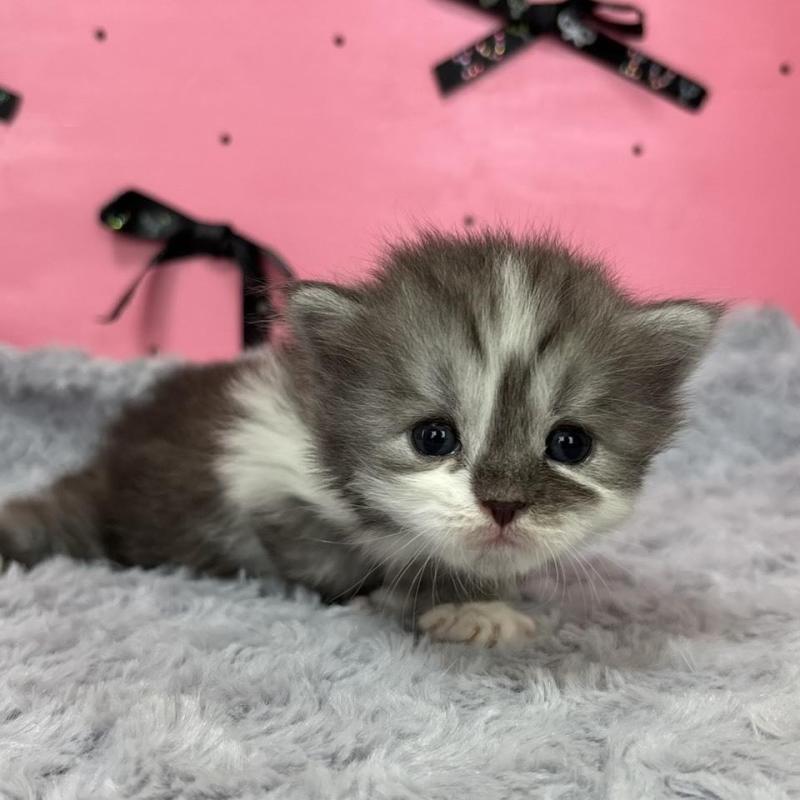 販売中の愛知県のサイベリアン-137327の4枚目