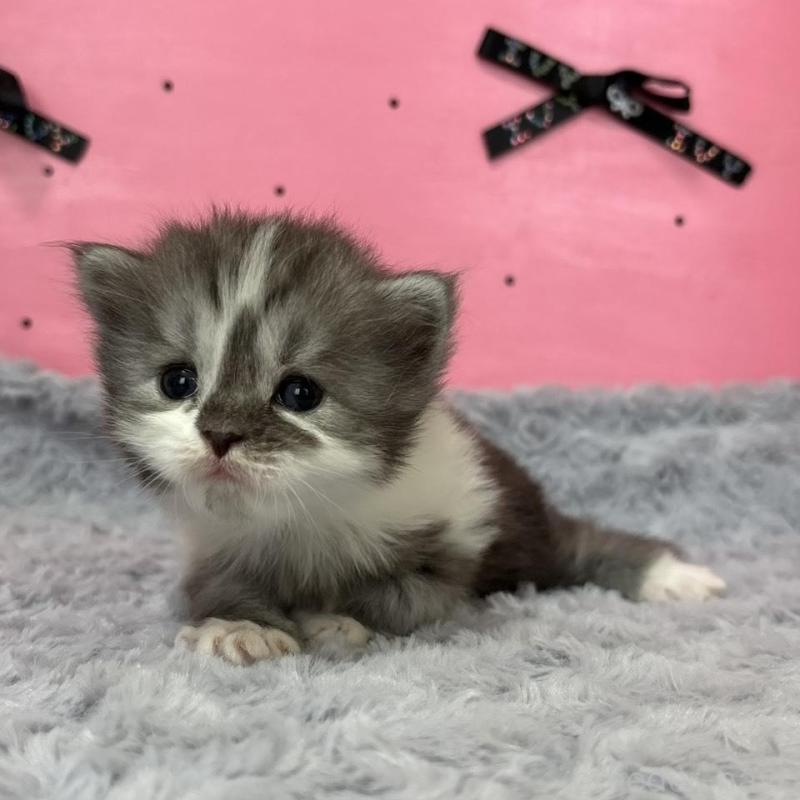 販売中の愛知県のサイベリアン-137327の3枚目