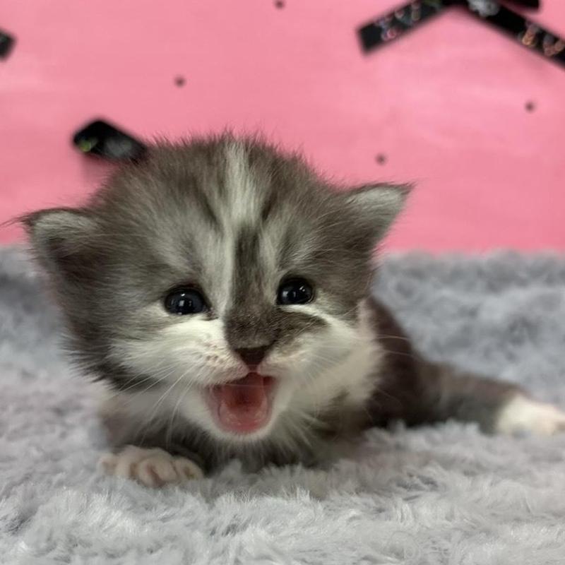 販売中の愛知県のサイベリアン-137327の2枚目