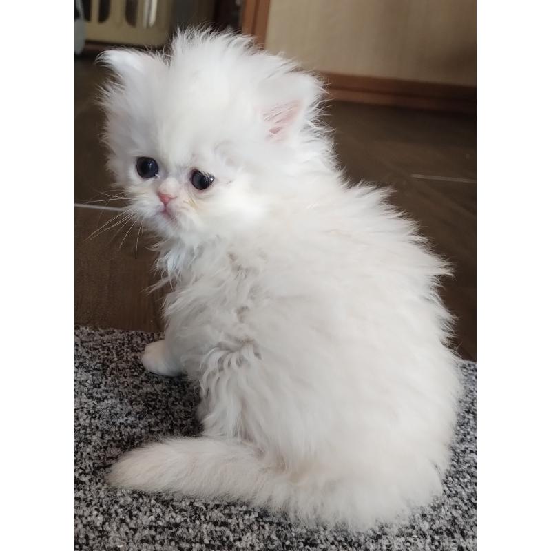 販売中の岡山県のペルシャ-136893の6枚目