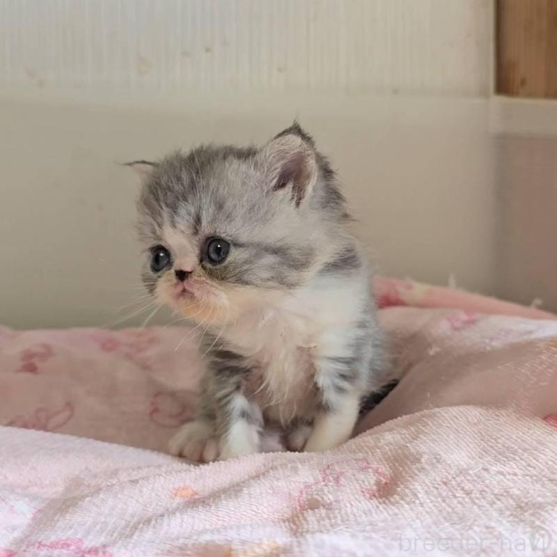 販売中の長野県のエキゾチックショートヘア-137328の3枚目