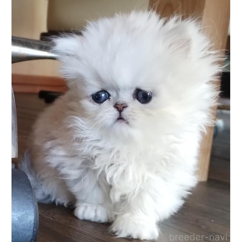 販売中の岡山県のペルシャ(チンチラ)-136873の5枚目