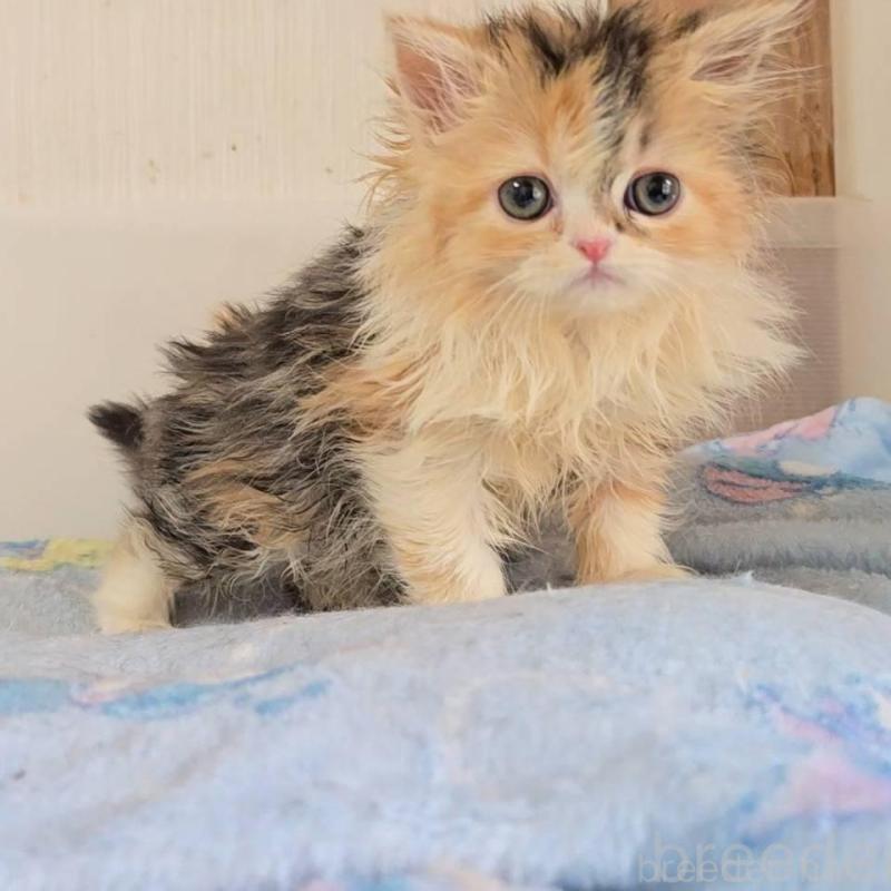 販売中の長野県のミヌエット-137329の4枚目