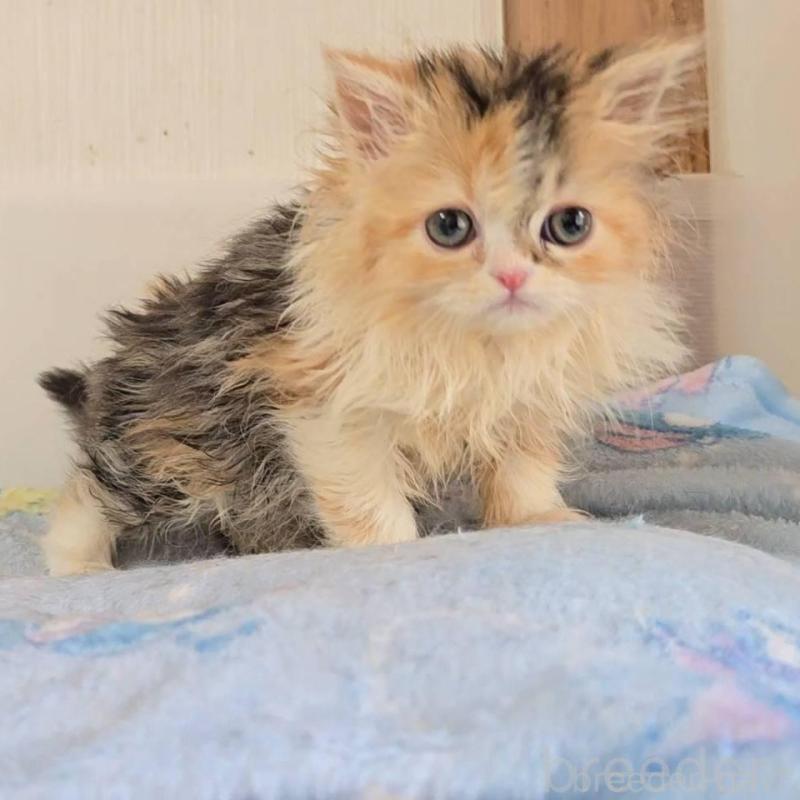 販売中の長野県のミヌエット-137329の1枚目