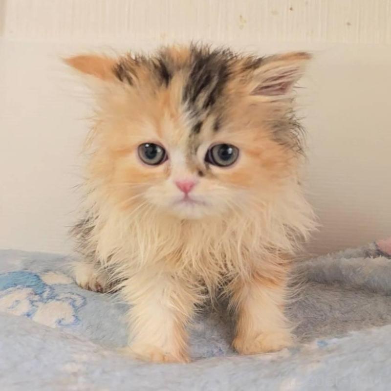 販売中の長野県のミヌエット-137329の2枚目