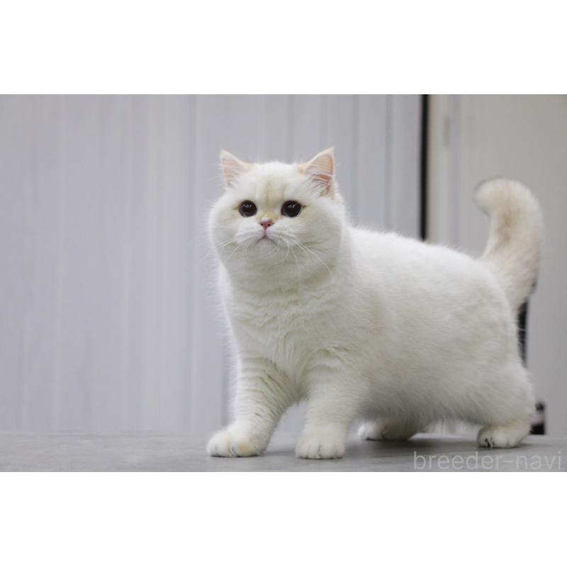 成約済の大阪府のブリティッシュショートヘア-127111の3枚目