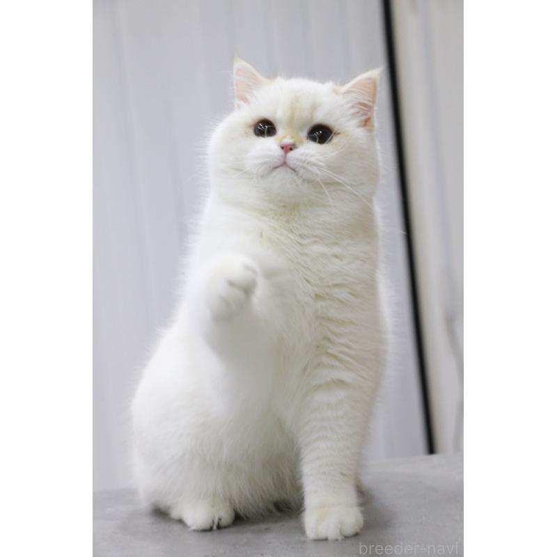 成約済の大阪府のブリティッシュショートヘア-127111の2枚目