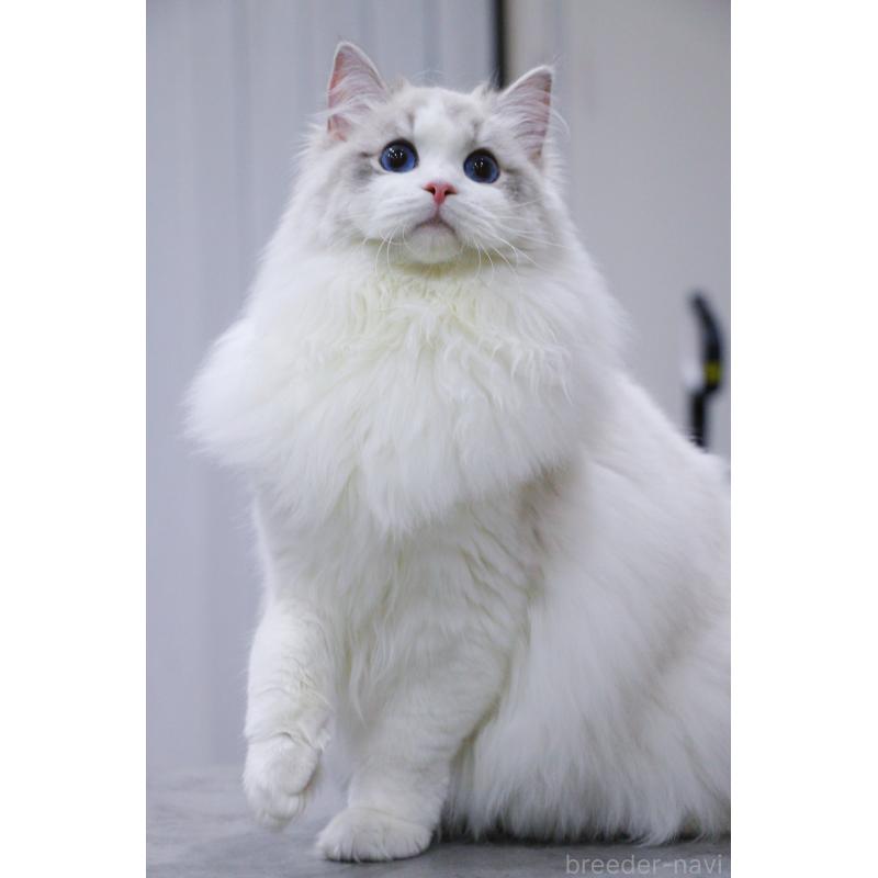 販売中の大阪府のラグドール-127077の6枚目