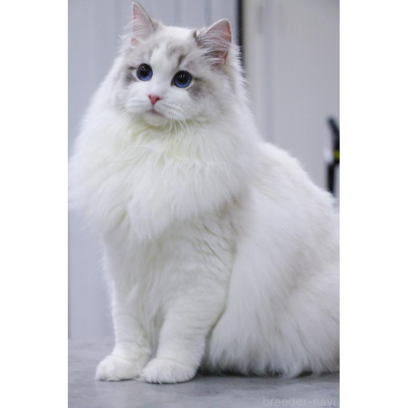 販売中の大阪府のラグドール-127077の5枚目