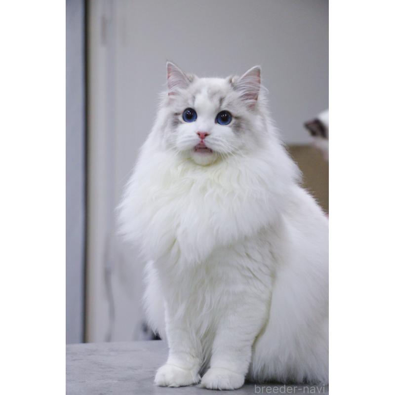 販売中の大阪府のラグドール-127077の4枚目