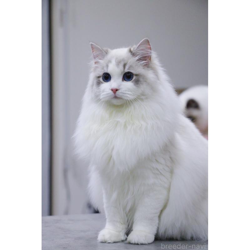 販売中の大阪府のラグドール-127077の3枚目